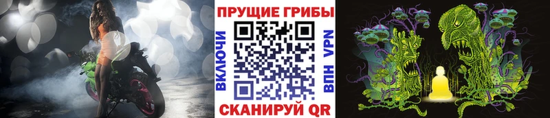 Галлюциногенные грибы Cubensis купить наркотики сайты Елизово